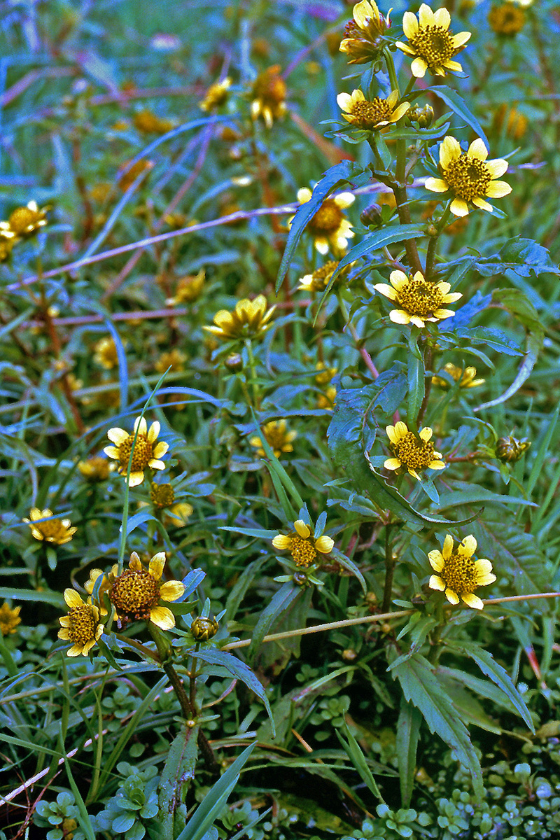 Asteraceae Bidens cernua