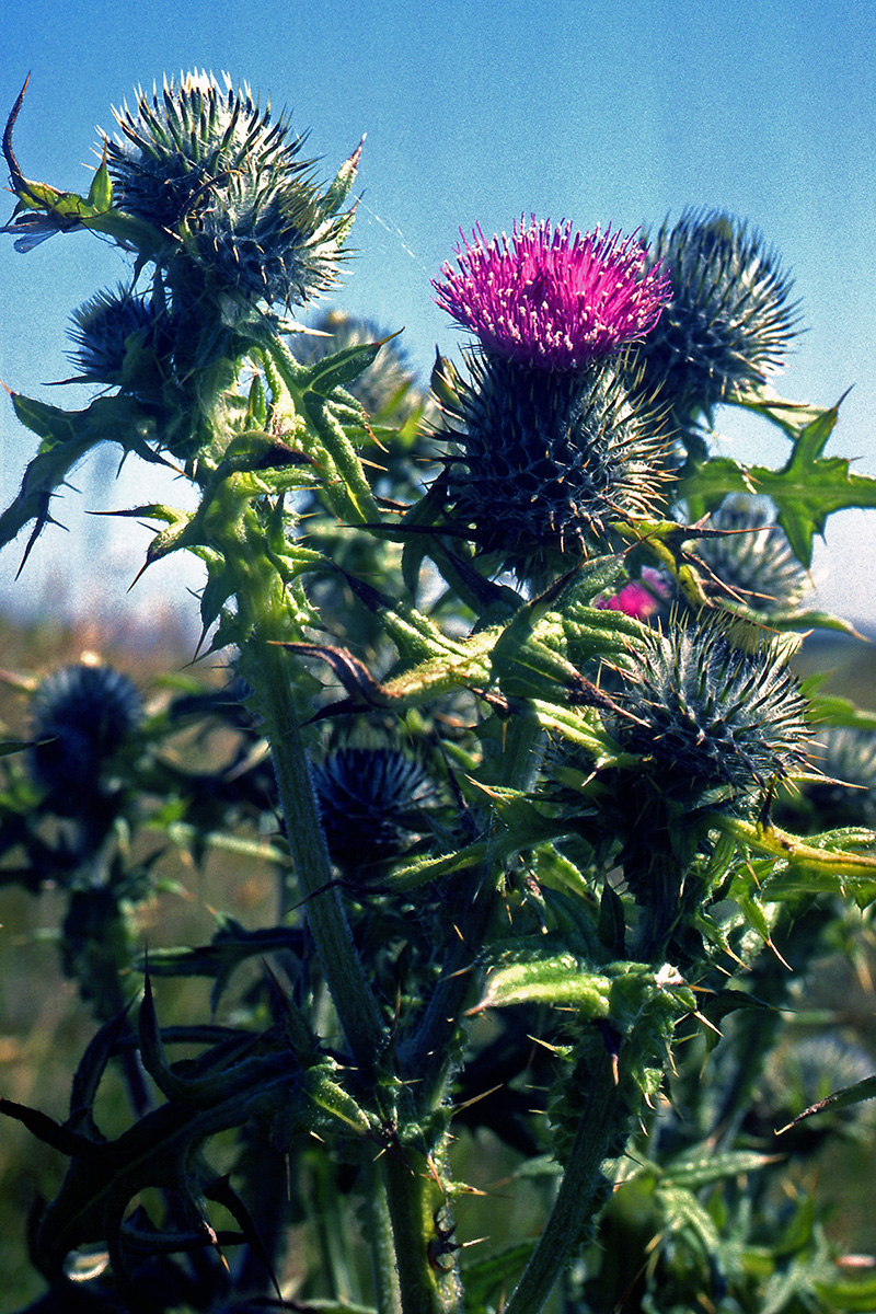 Asteraceae Cirsium vulgare