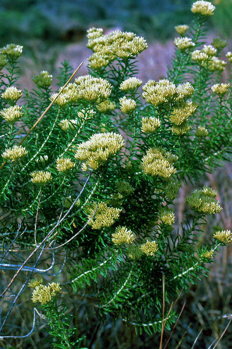 Asteraceae Helichrysum kraussii