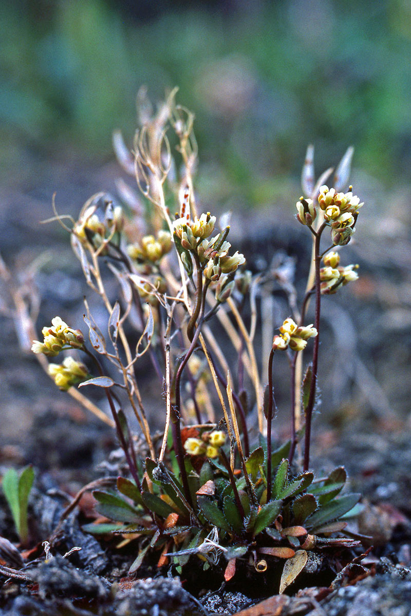 Brassicaceae Draba crassifolia