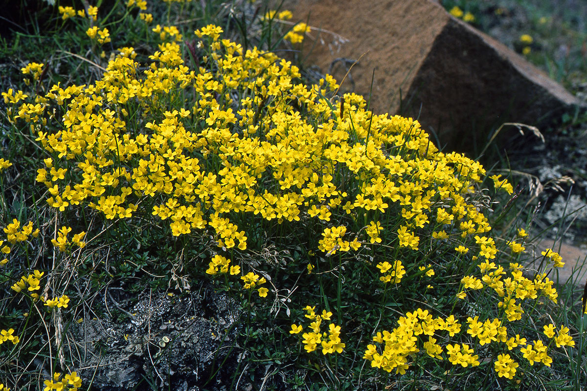 Brassicaceae Draba sibirica