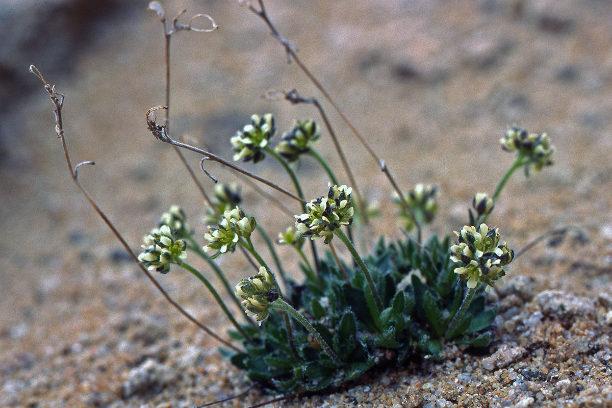 Brassicaceae Draba subcapitata