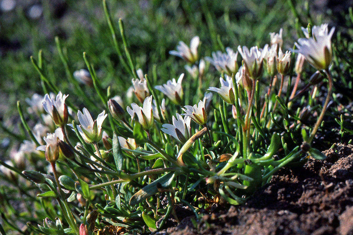 Caryophyllaceae Cerastium cerastoides
