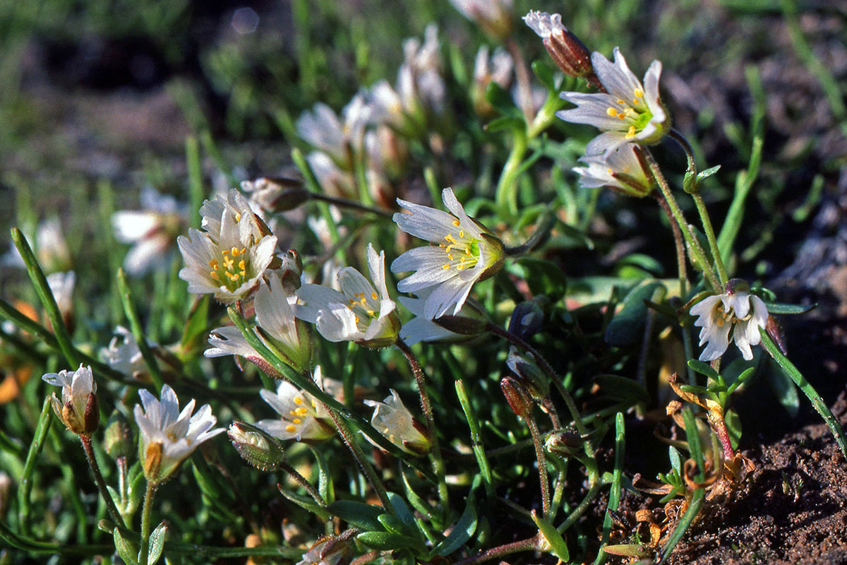 Caryophyllaceae Cerastium cerastoides