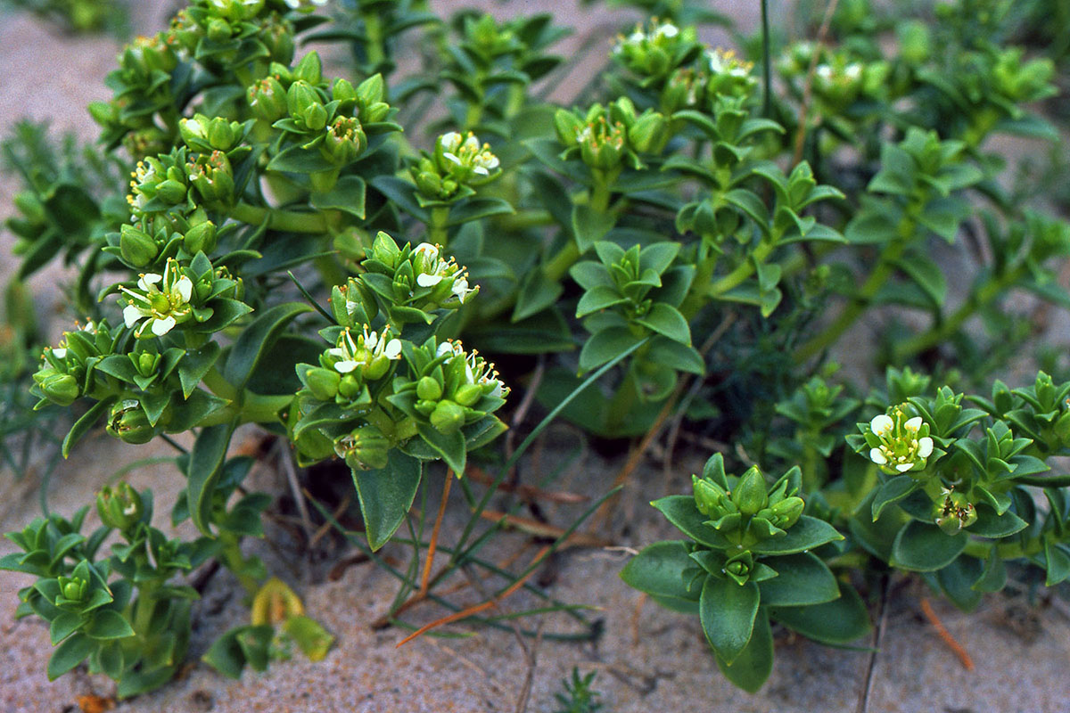 Caryophyllaceae Honckenya peploides