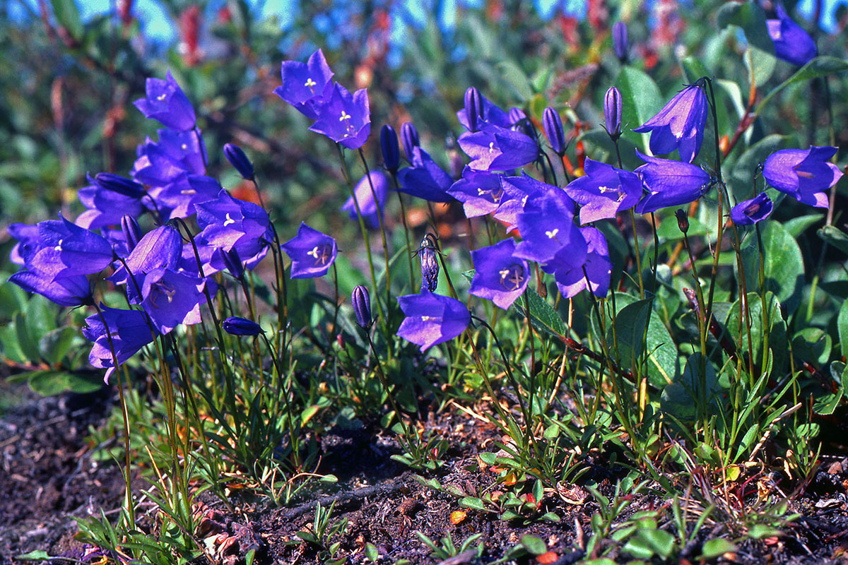 Campanulaceae Campanula gieseckeana