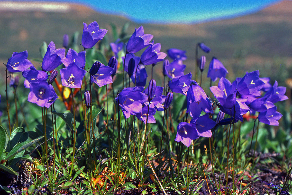 Campanulaceae Campanula gieseckeana