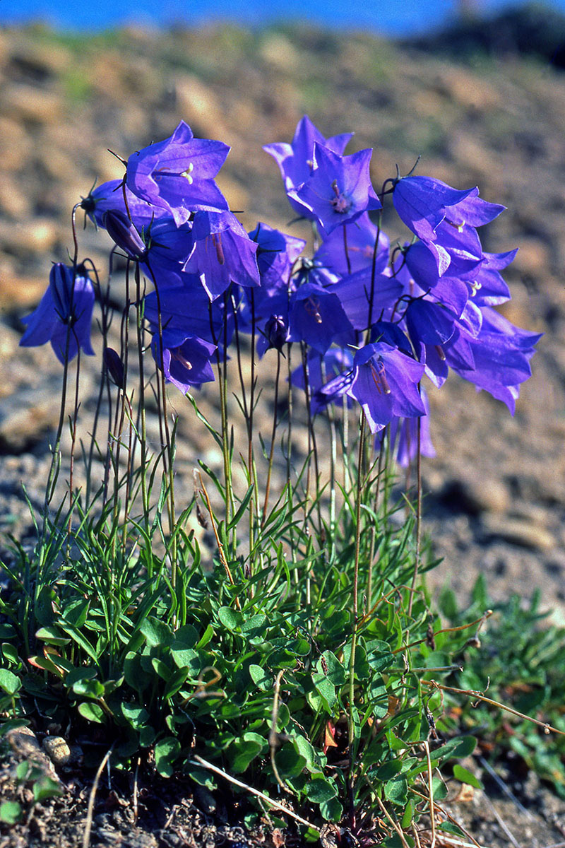 Campanulaceae Campanula gieseckeana
