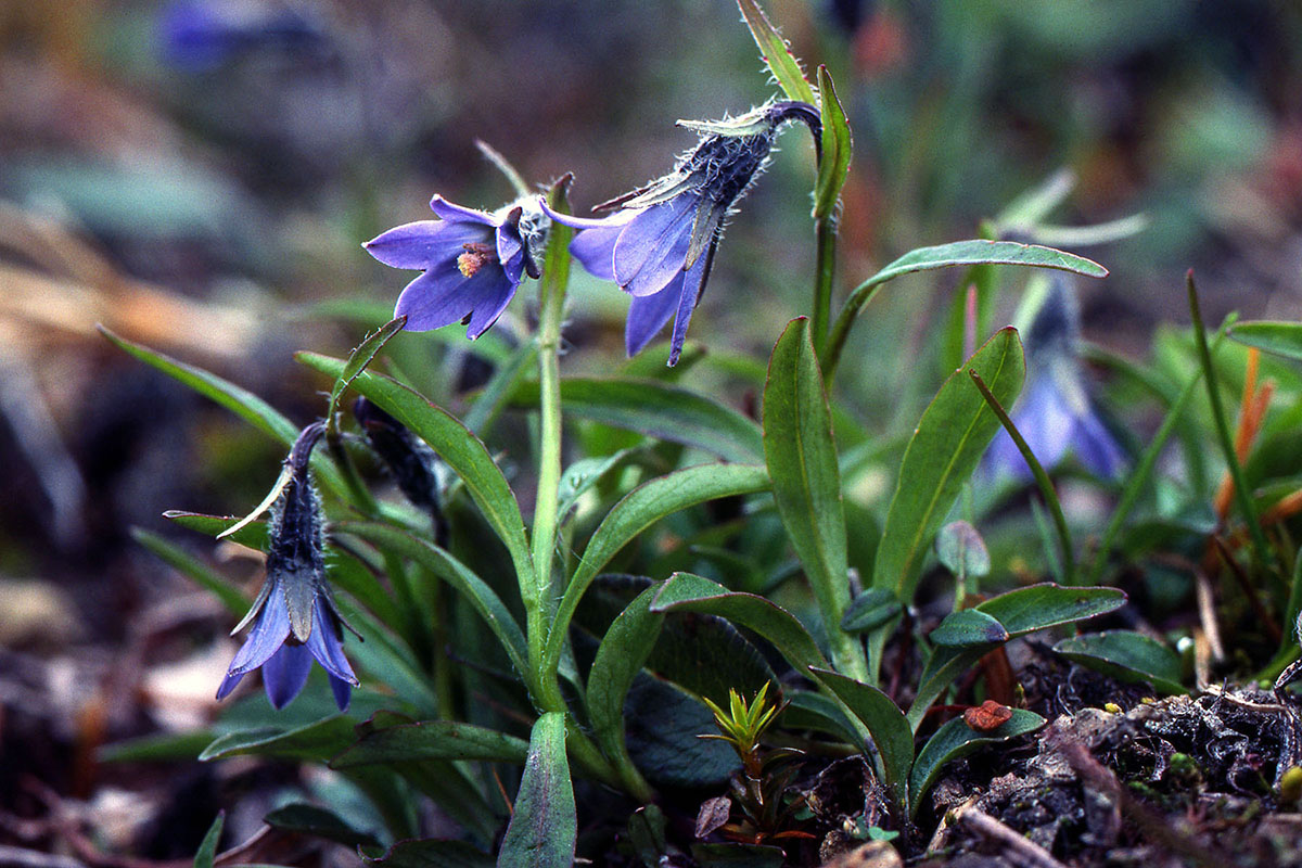 Campanulaceae Campanula uniflora