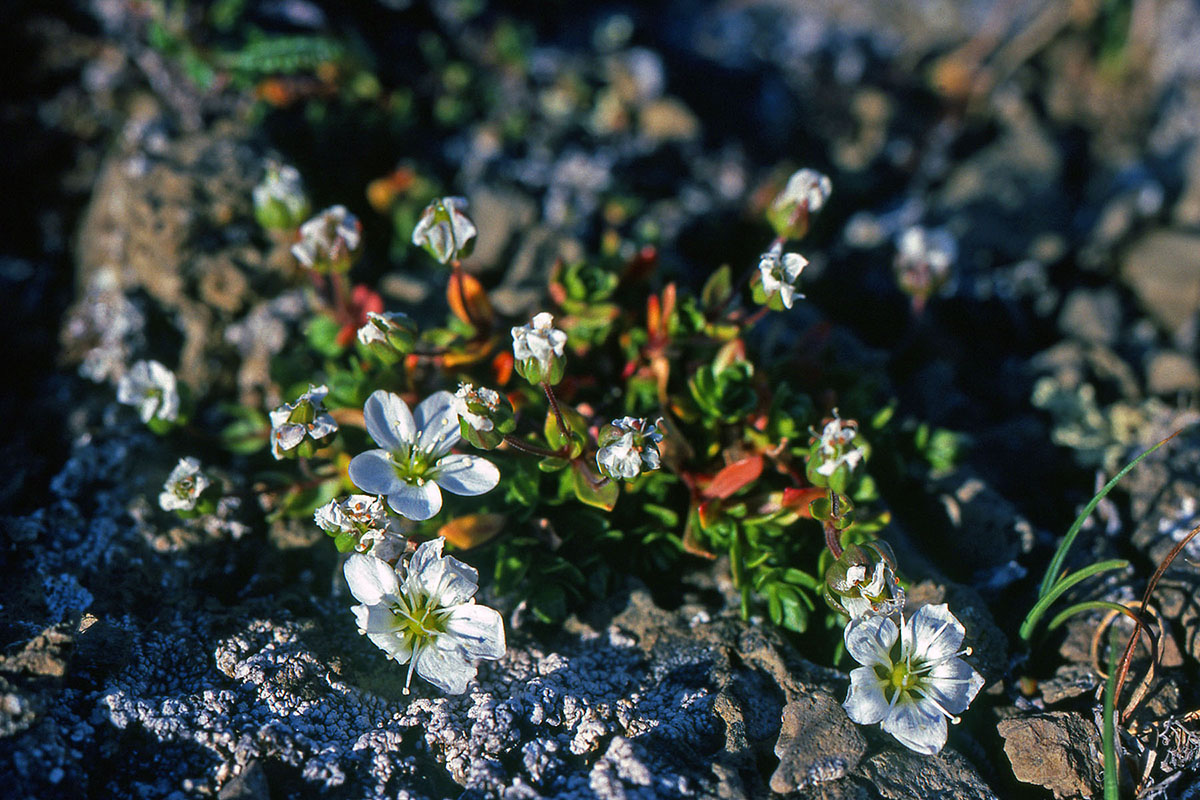 Caryophyllaceae Arenaria pseudofrigida