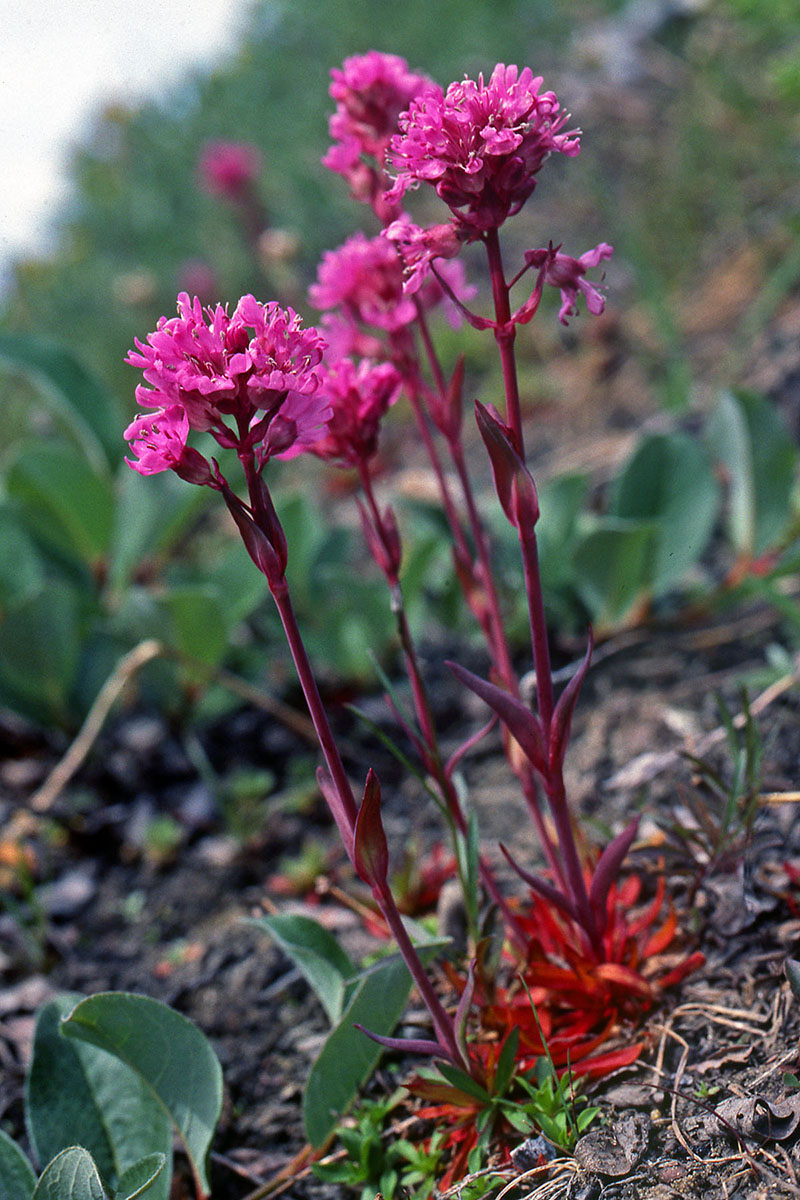 Caryophyllaceae Silene suecica