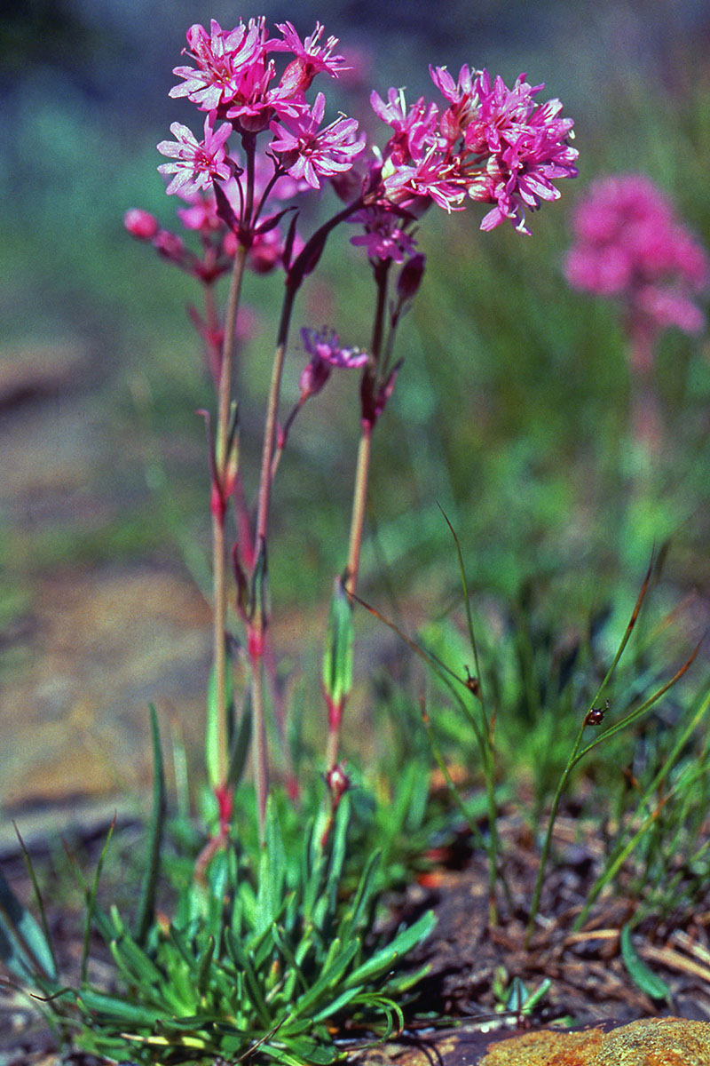 Caryophyllaceae Silene suecica