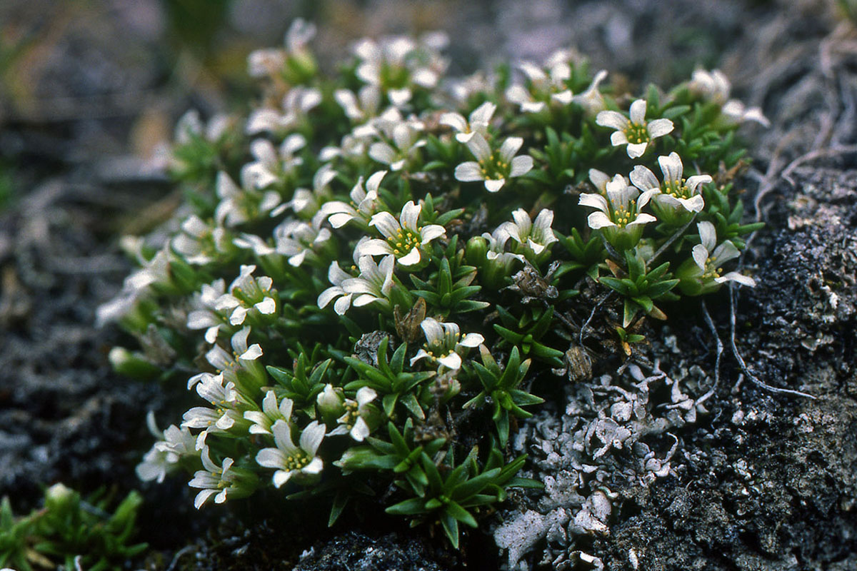 Caryophyllaceae Minuartia biflora