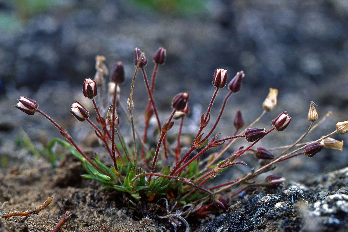 Caryophyllaceae Minuartia rubella