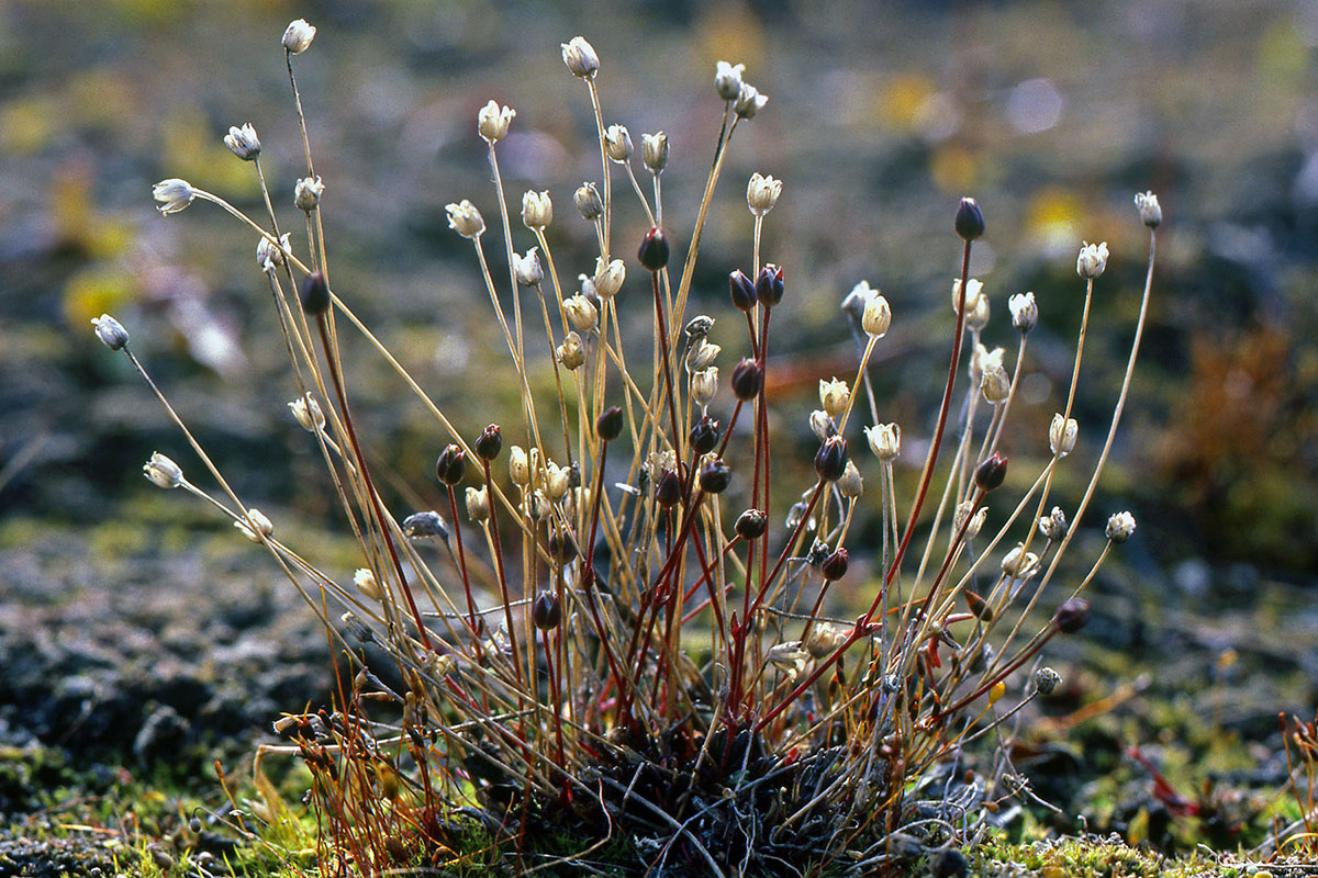 Caryophyllaceae Minuartia stricta