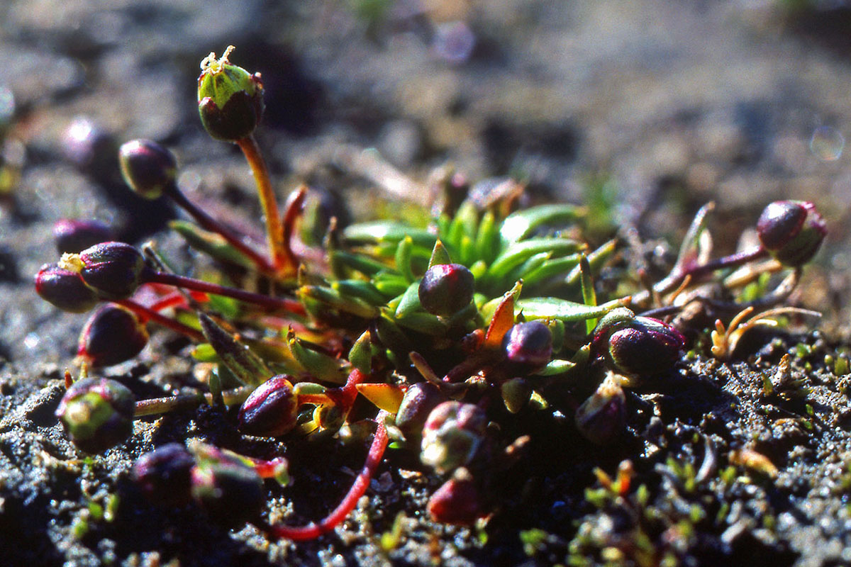 Caryophyllaceae Sagina nivalis