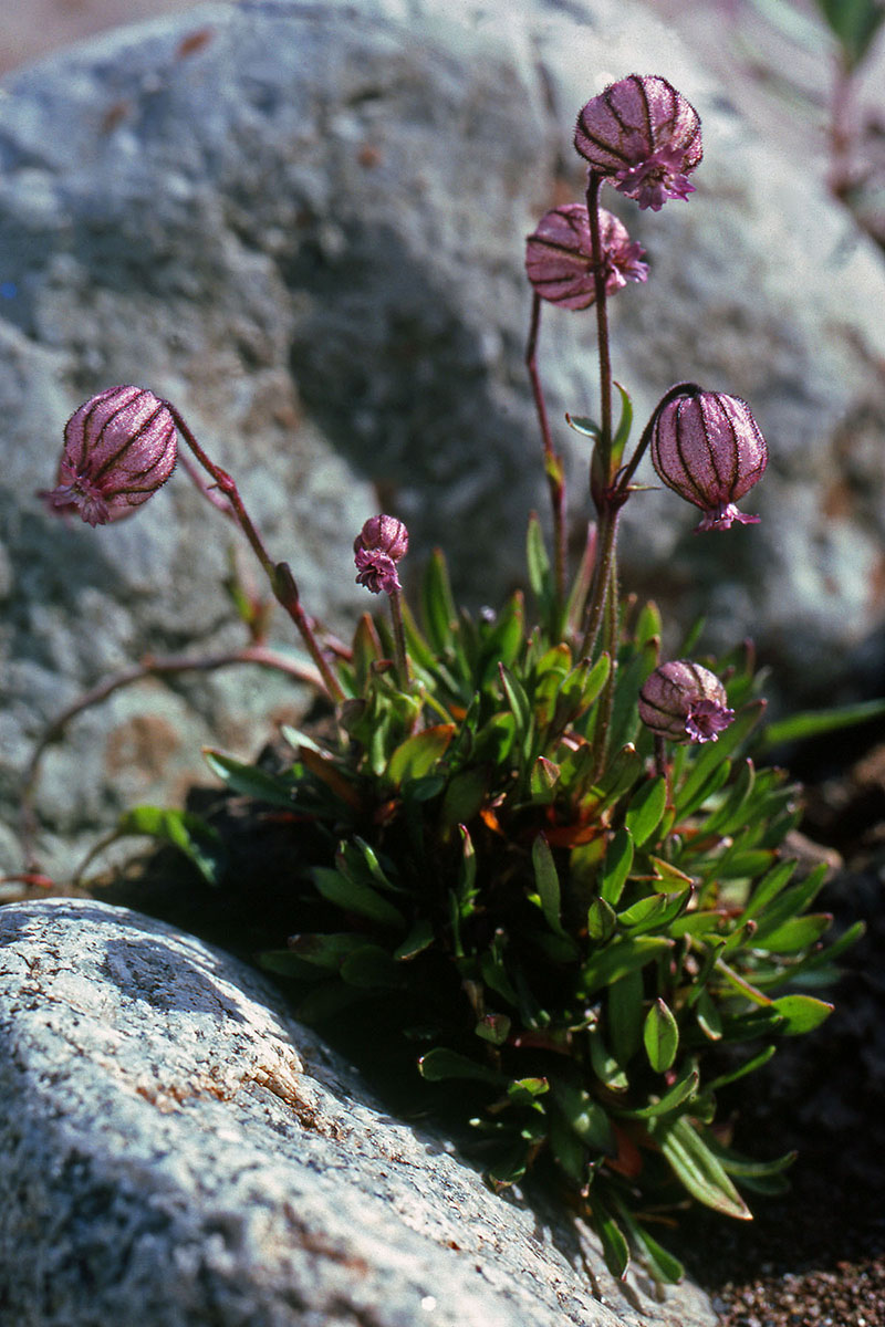 Caryophyllaceae Silene uralensis