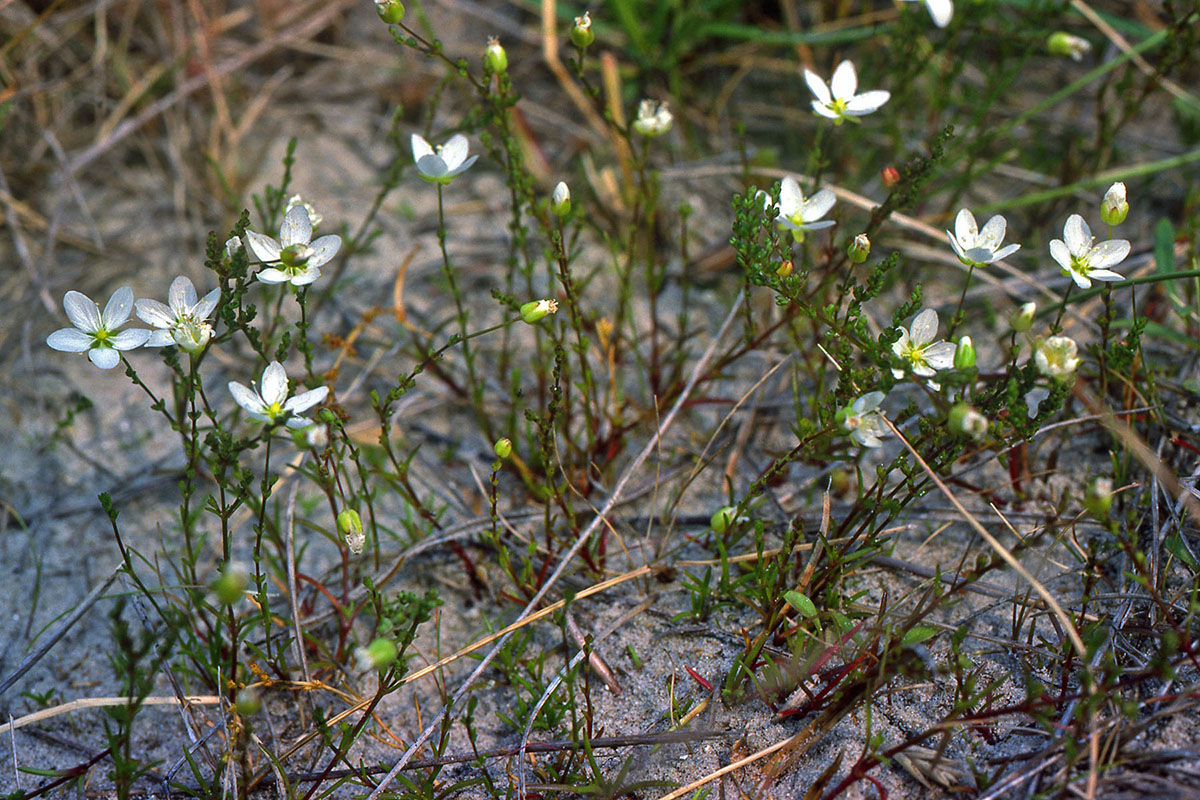 Caryophyllaceae Sagina nodosa
