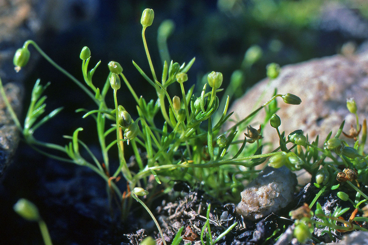Caryophyllaceae Sagina procumbens