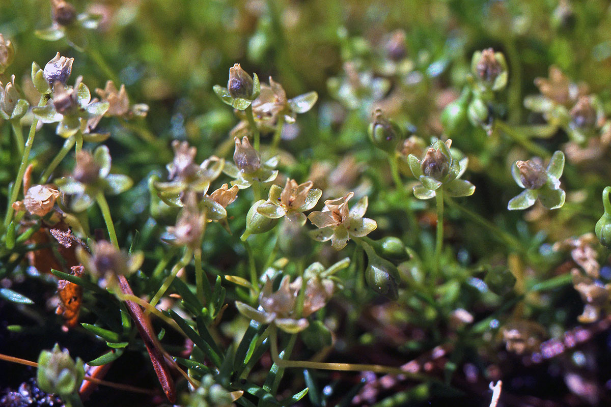 Caryophyllaceae Sagina procumbens