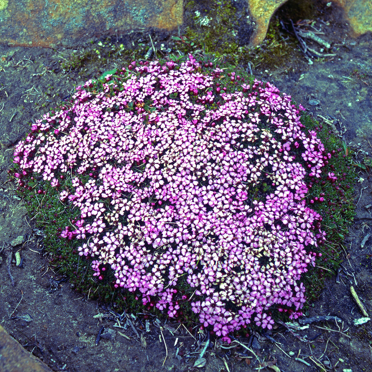 Caryophyllaceae Silene acaulis