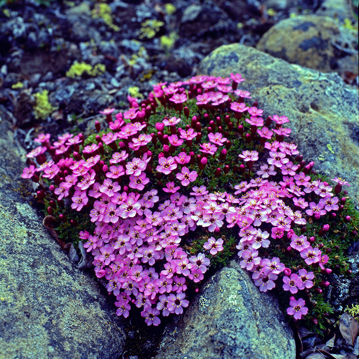 Caryophyllaceae Silene acaulis