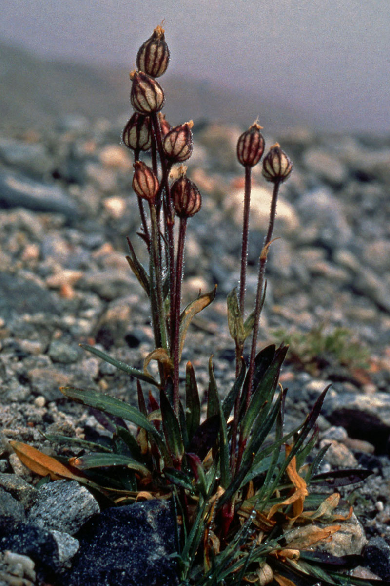 Caryophyllaceae Silene involucrata