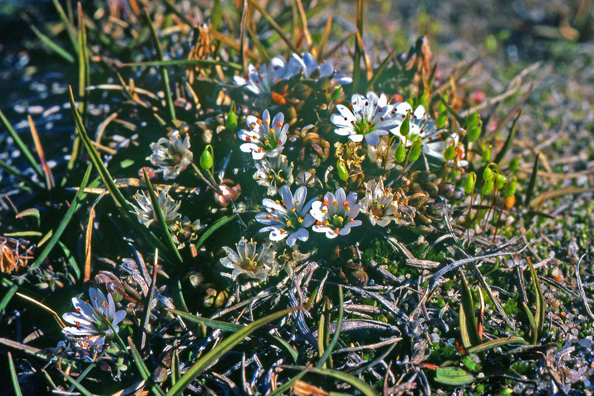 Caryophyllaceae Stellaria humifusa