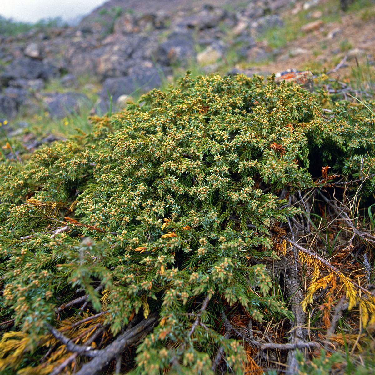 Cupressaceae Juniperus communis