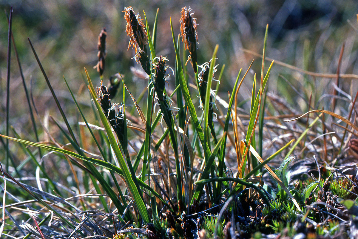 Cyperaceae Carex aquatilis