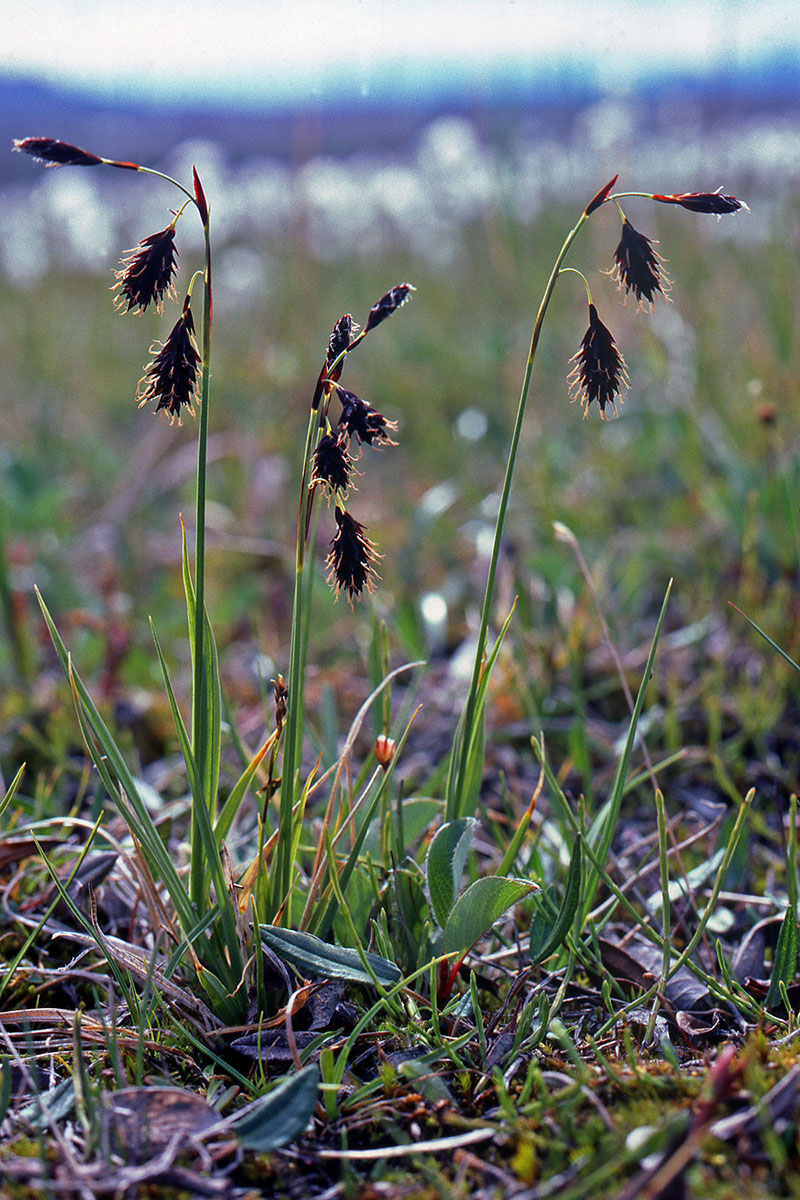 Cyperaceae Carex atrofusca
