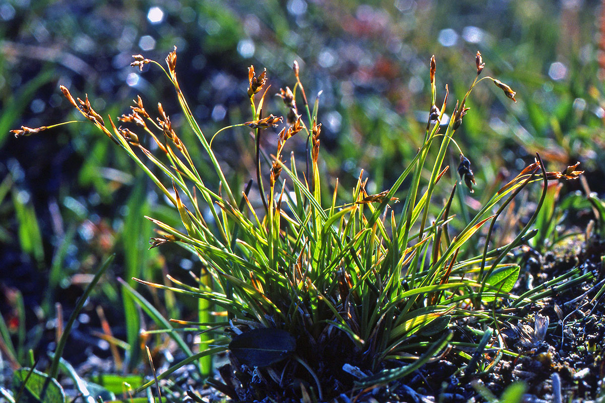 Cyperaceae Carex capillaris