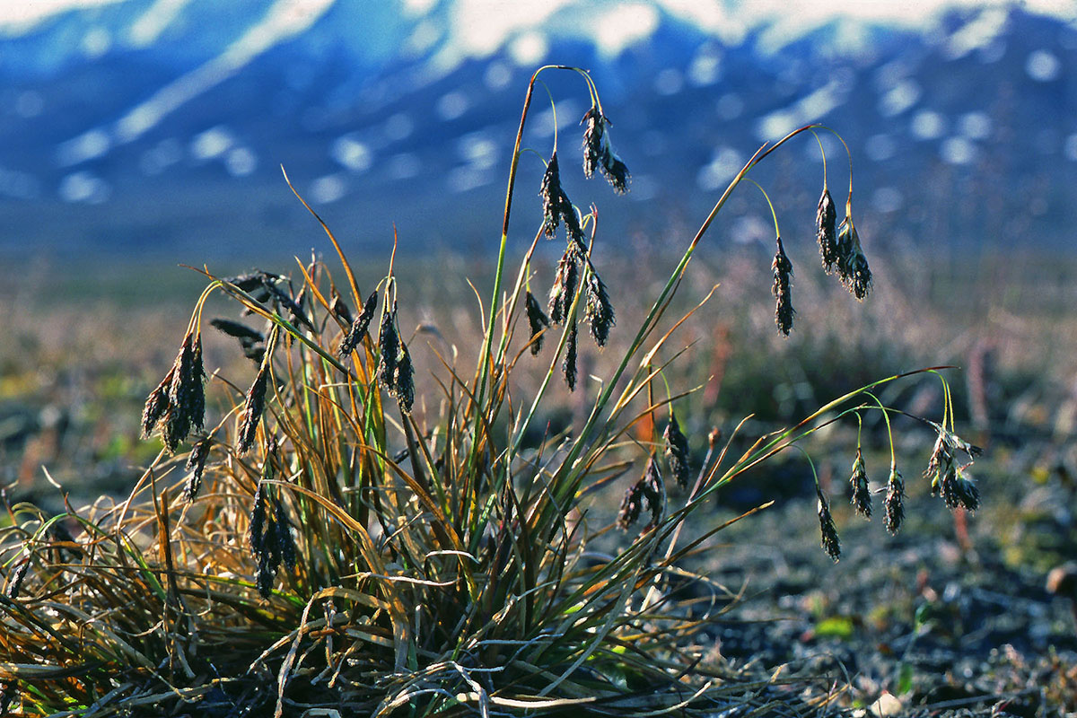 Cyperaceae Carex fuliginosa