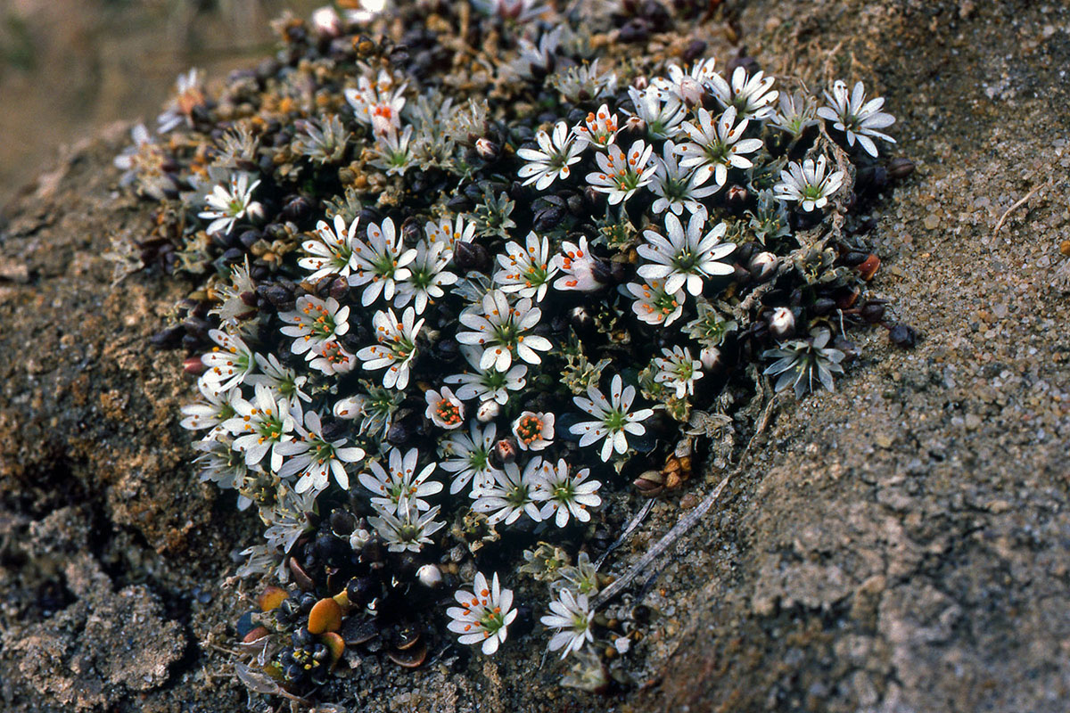 Caryophyllaceae Stellaria humifusa