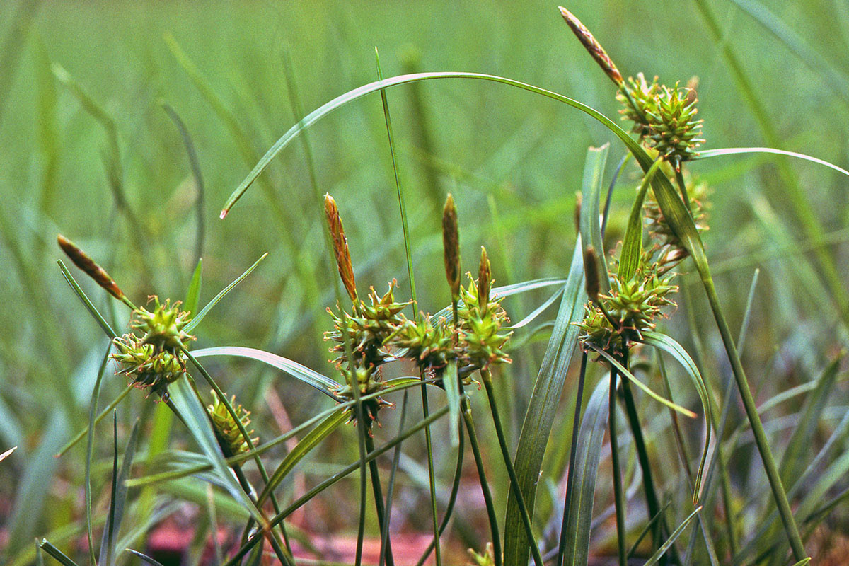 Cyperaceae Carex viridula