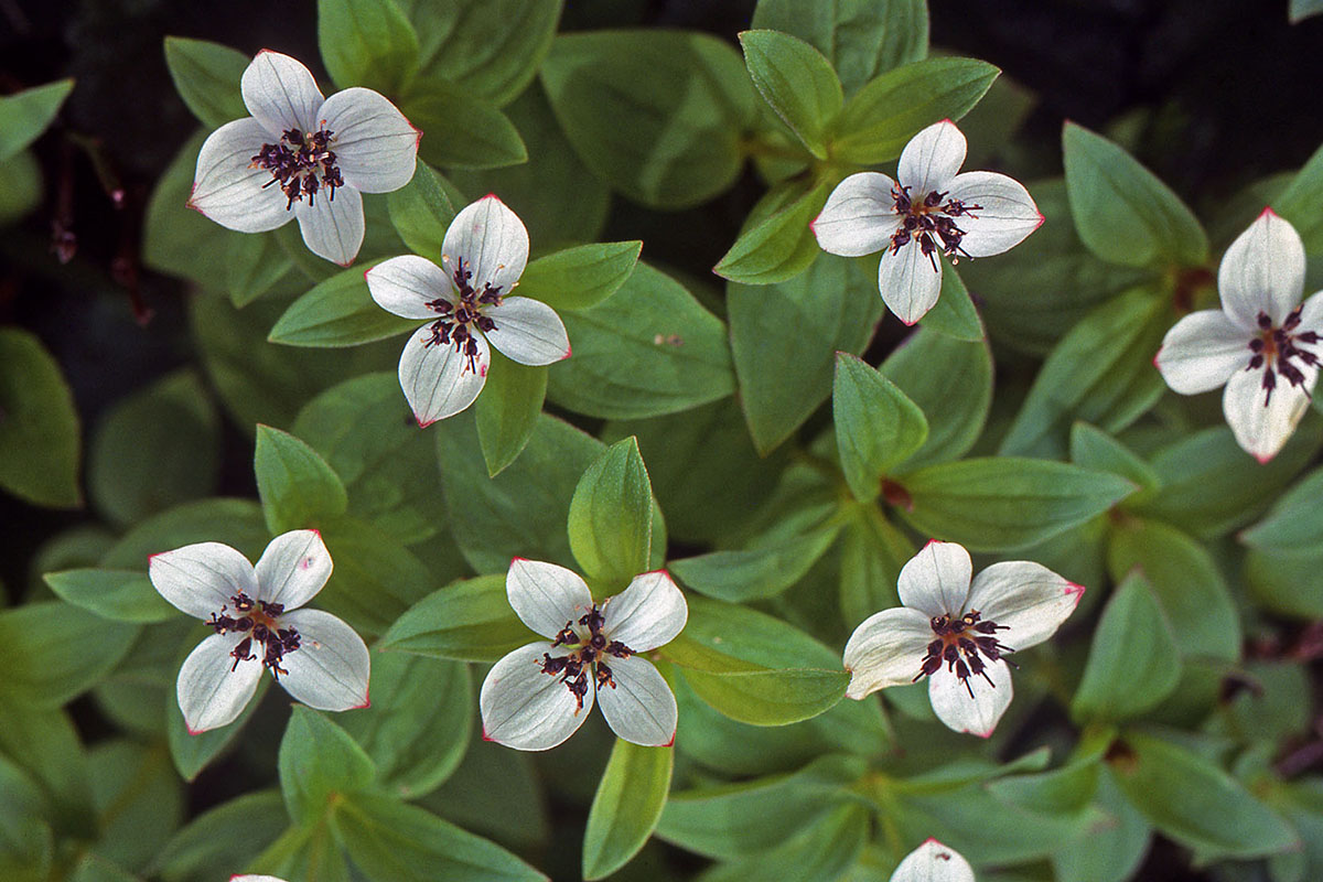Cornaceae Cornus suecica