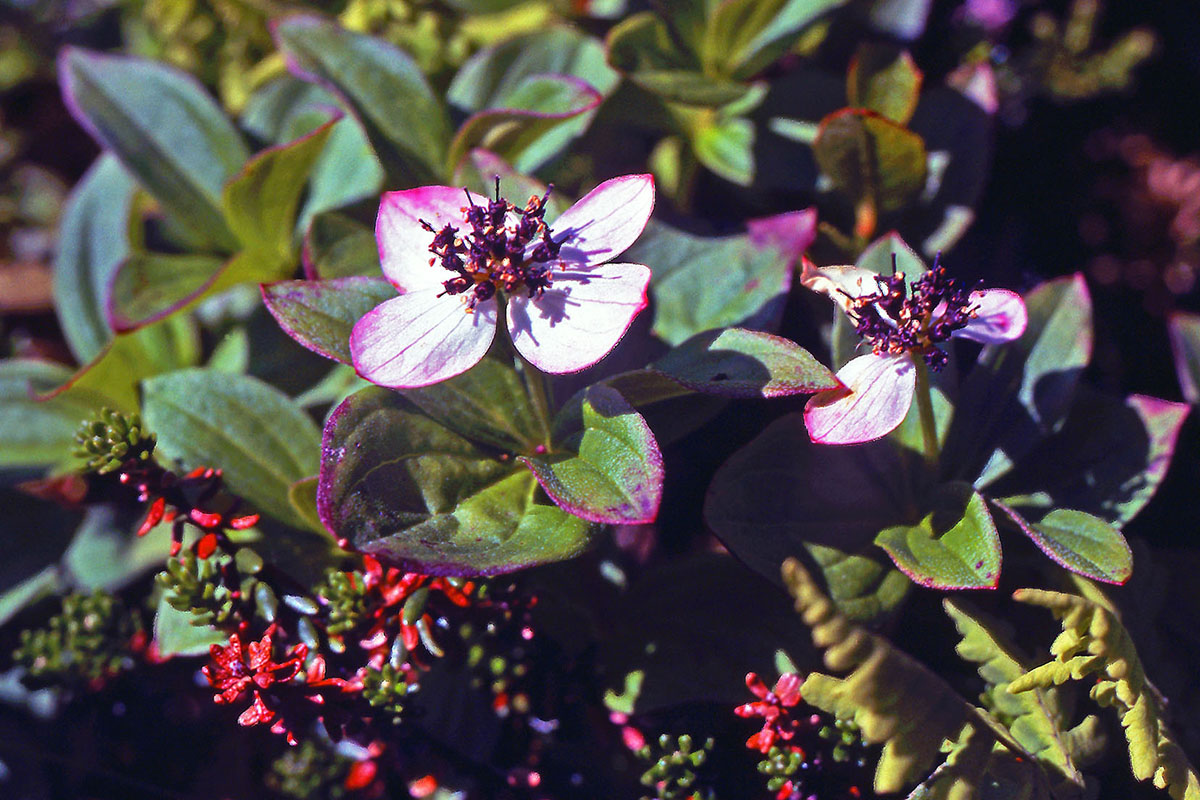 Cornaceae Cornus suecica
