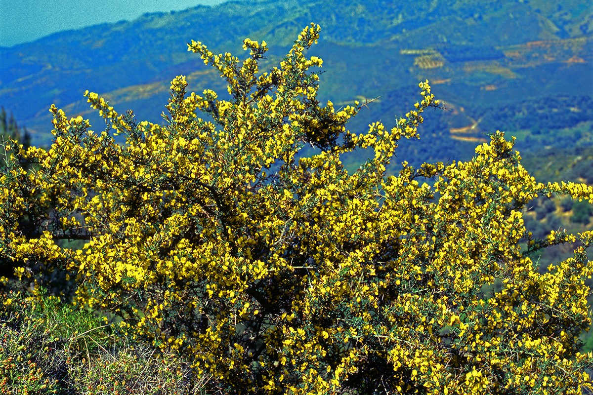 Fabaceae Calicotome villosa