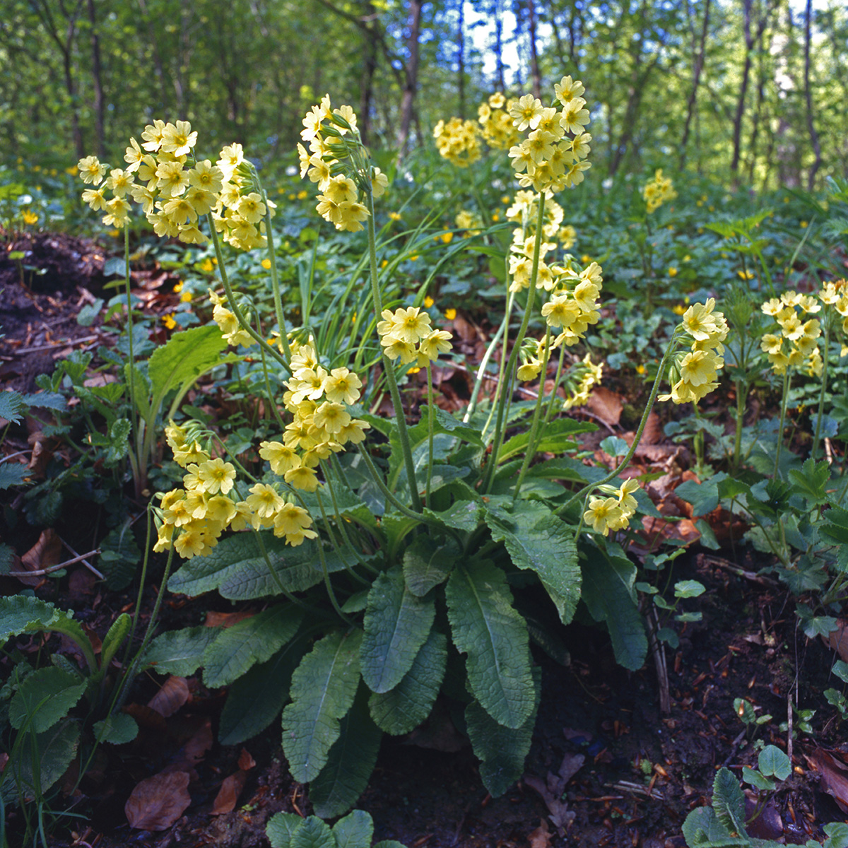 Primulaceae Primula elatior