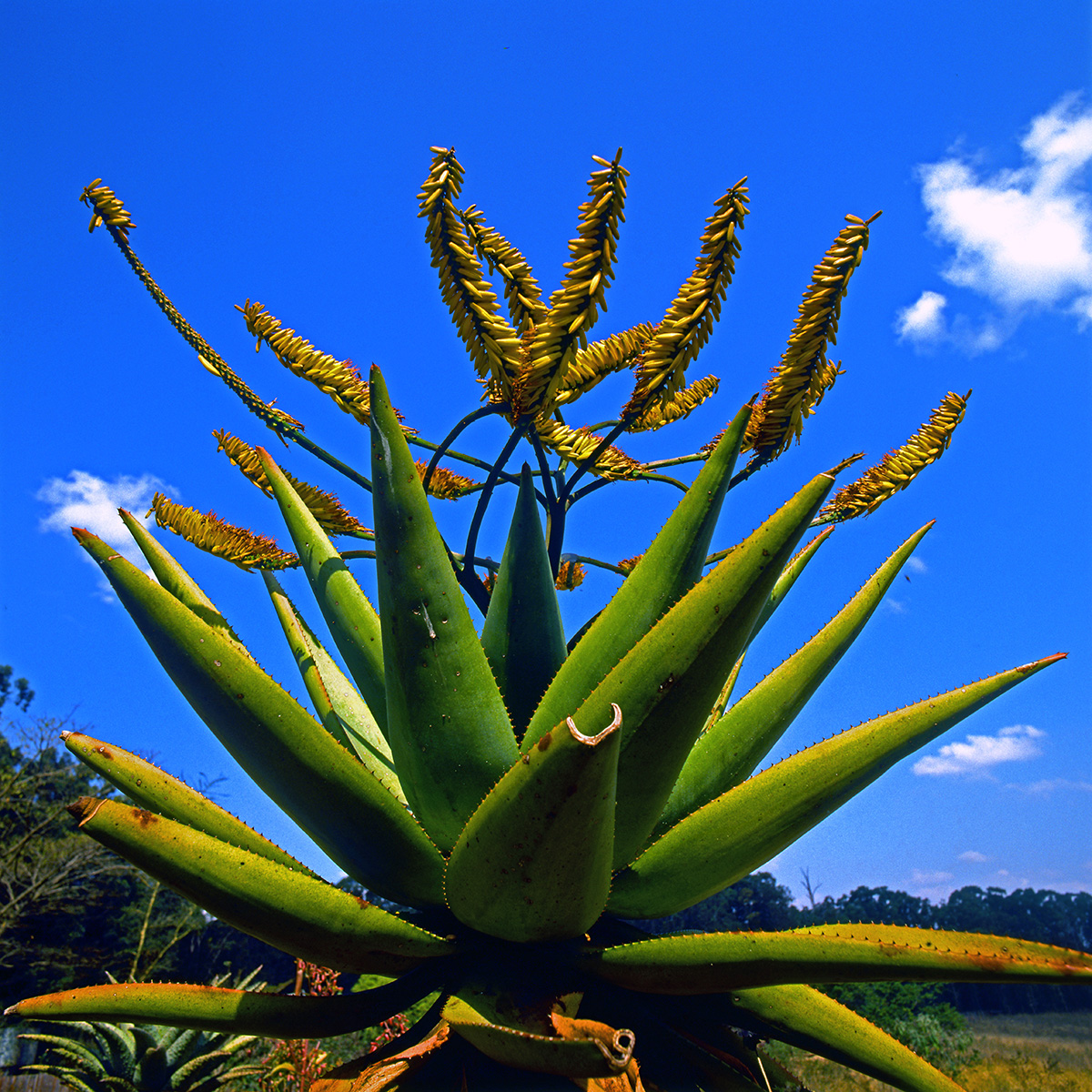 Asphodelaceae Aloe marlothii