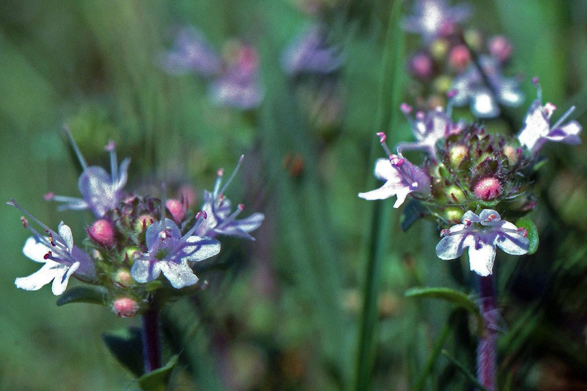 Lamiaceae Origanum vulgare