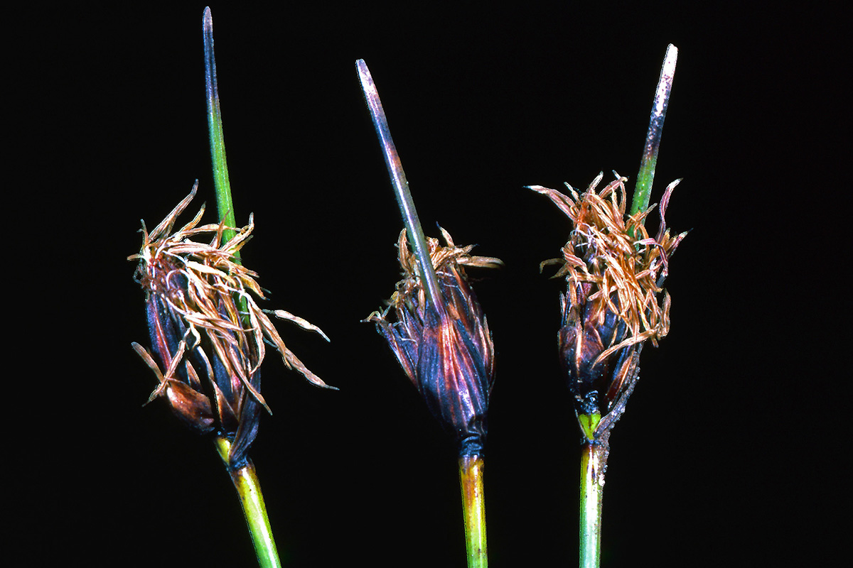 Cyperaceae Schoenus nigricans