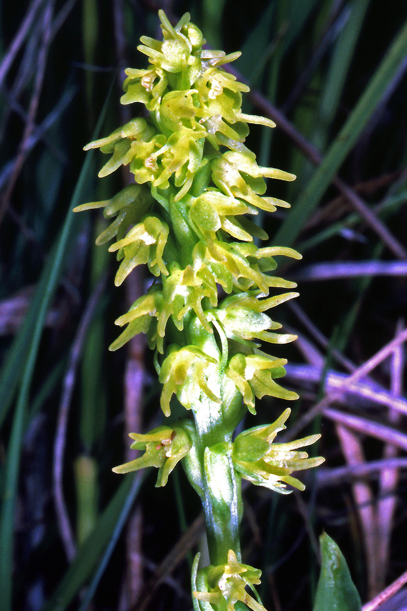 Orchidaceae Herminium monorchis