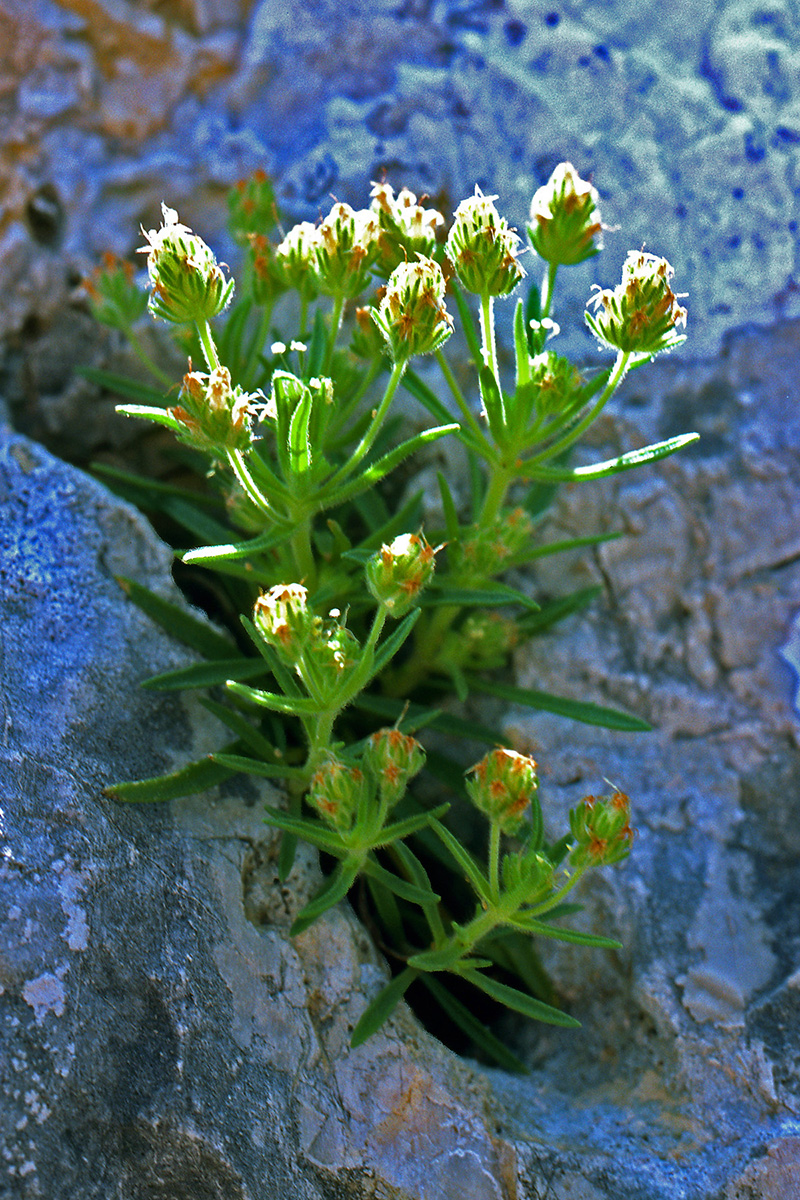 Plantaginaceae Plantago indica