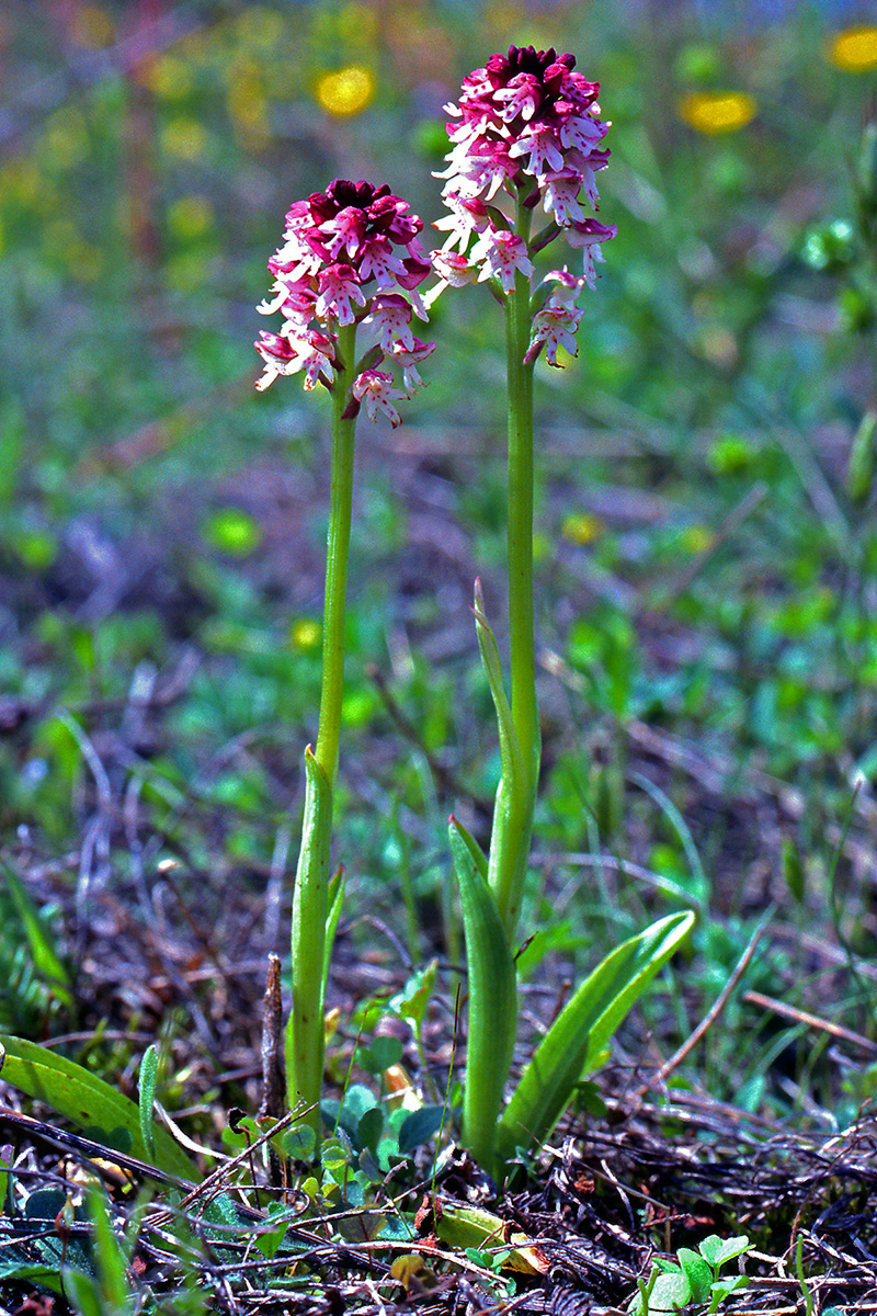 Orchidaceae Neotinea ustulata