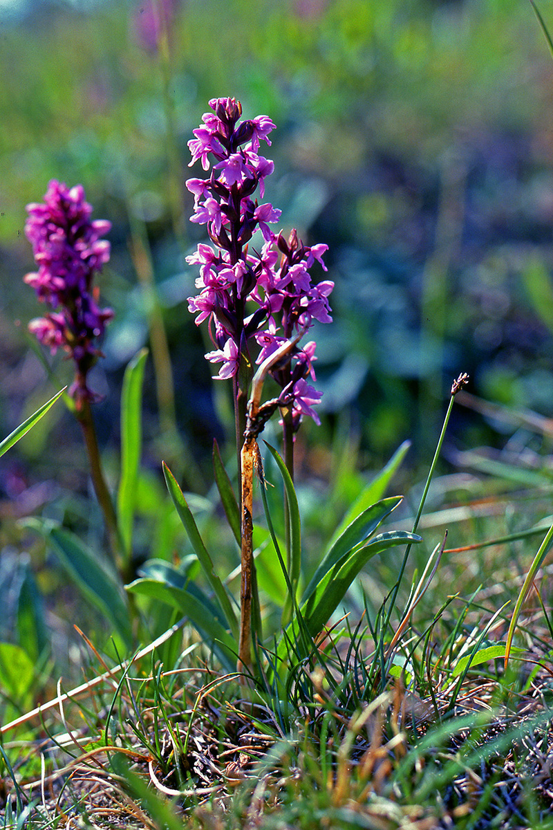 Orchidaceae Gymnadenia conopsea