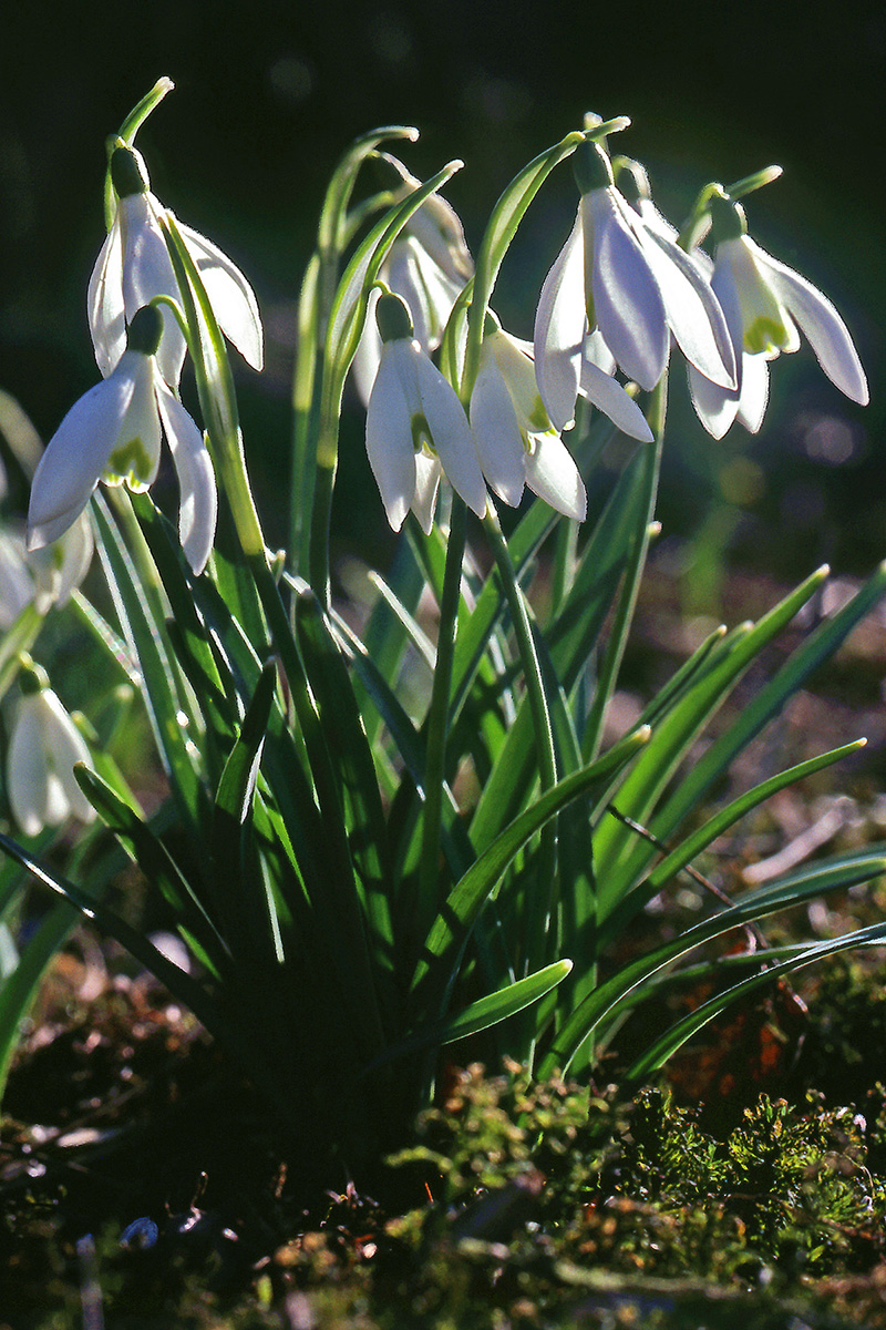 Amaryllidaceae Galanthus nivalis