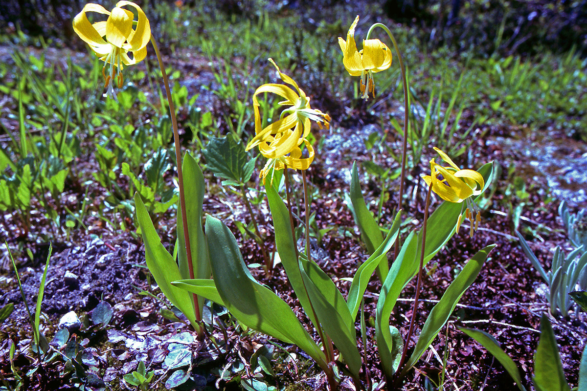 Liliaceae Erythronium grandiflorum