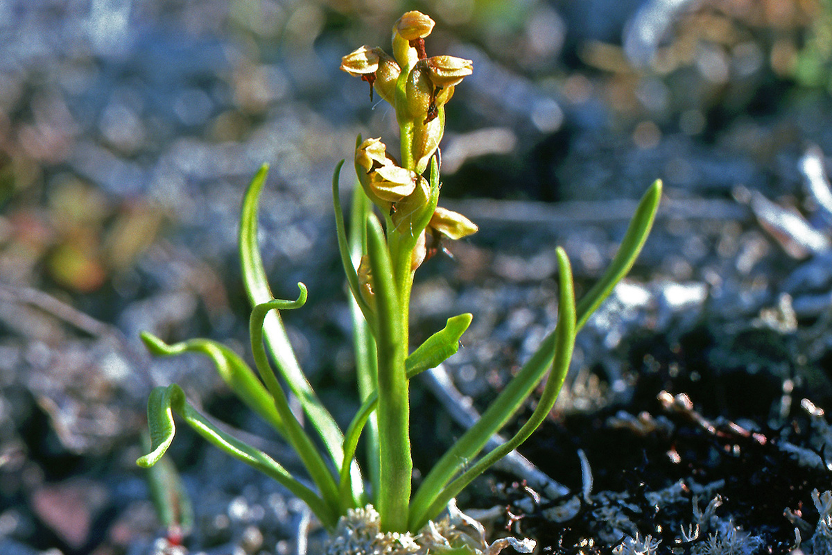 Orchidaceae Chamorchis alpina