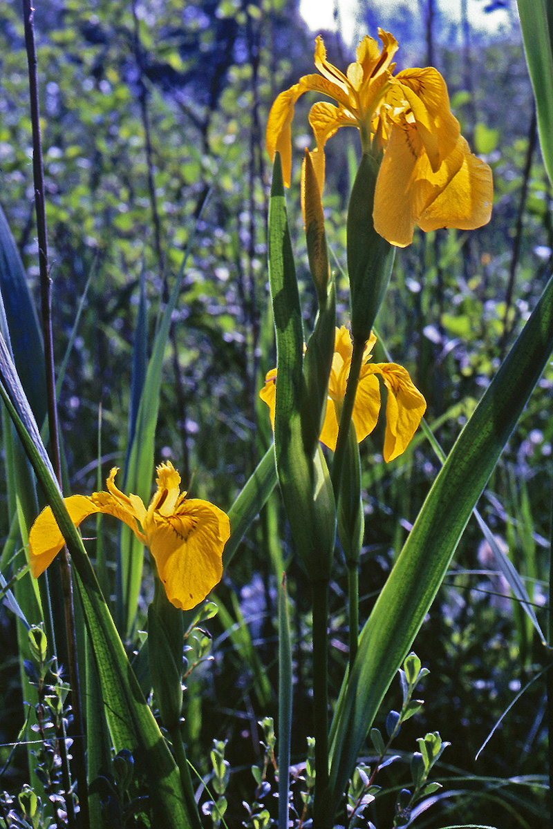 Iridaceae Iris pseudacorus